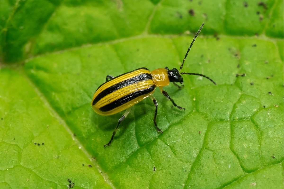 Preventing and Controlling Cucumber Beetles - Growfully