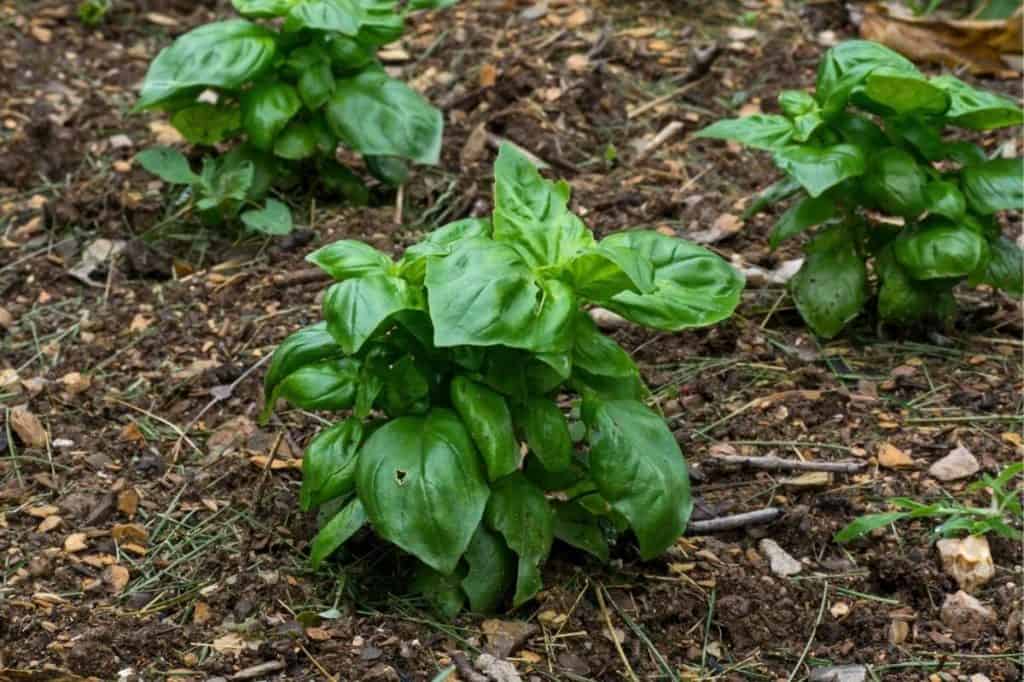 How to Grow Basil From Seed A StepbyStep Guide Growfully