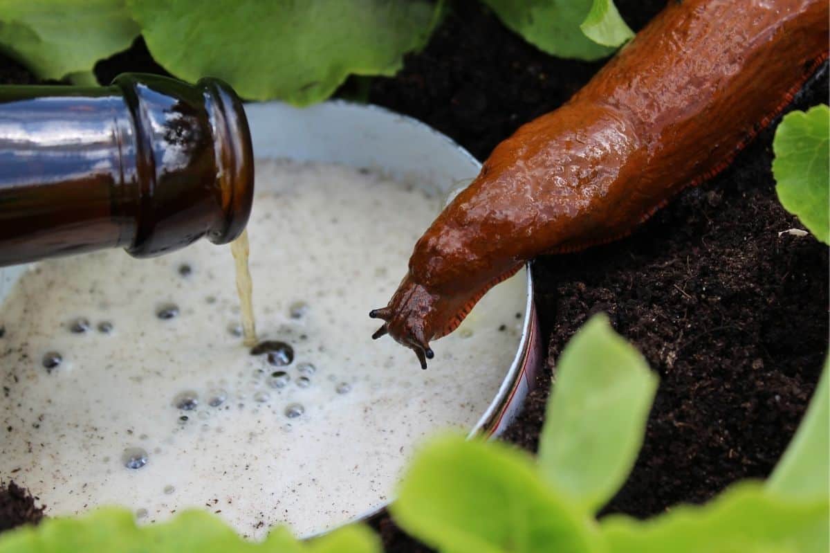 A slug hovers over a beer trap being created to get rid of slugs