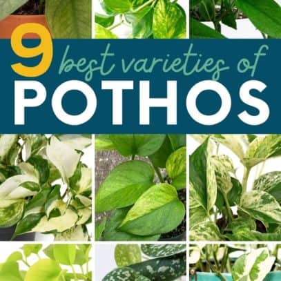 A collage of images shows different varieties of pothos. A text overlay reads "9 best varieties of pothos."
