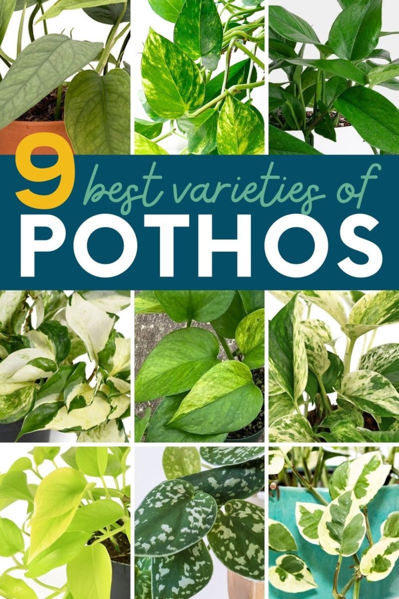 A collage of images shows different varieties of pothos. A text overlay reads "9 best varieties of pothos."