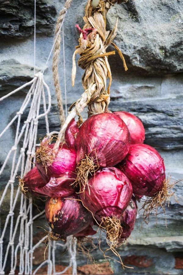 A bundle of red onions are braided together