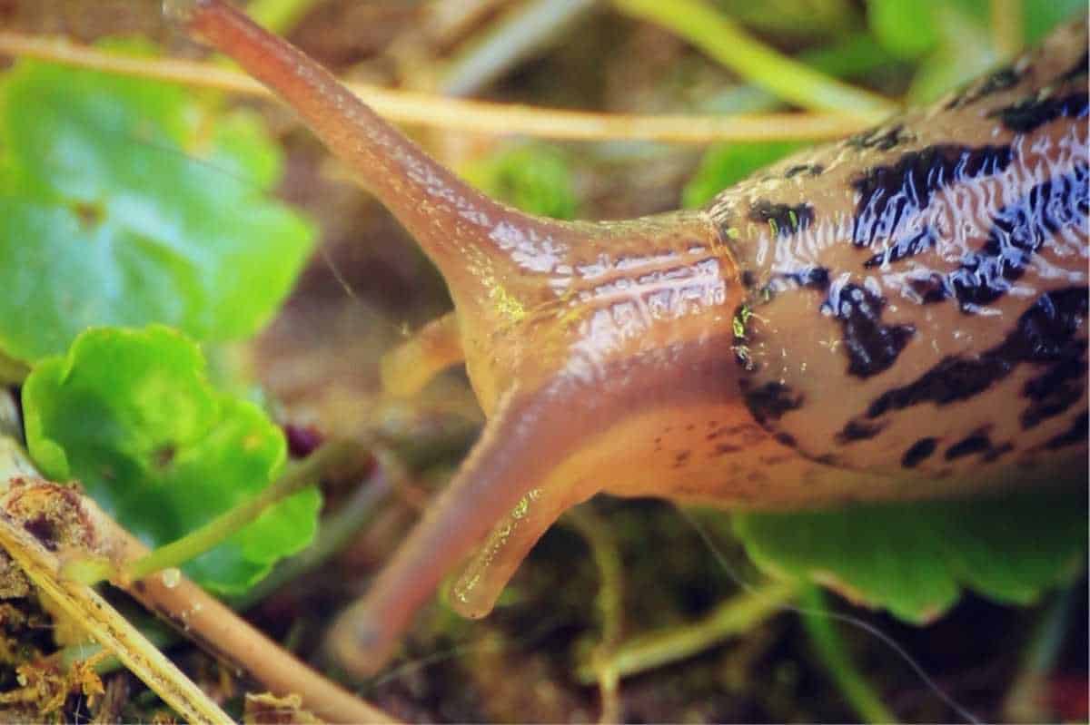 Close up on a slug