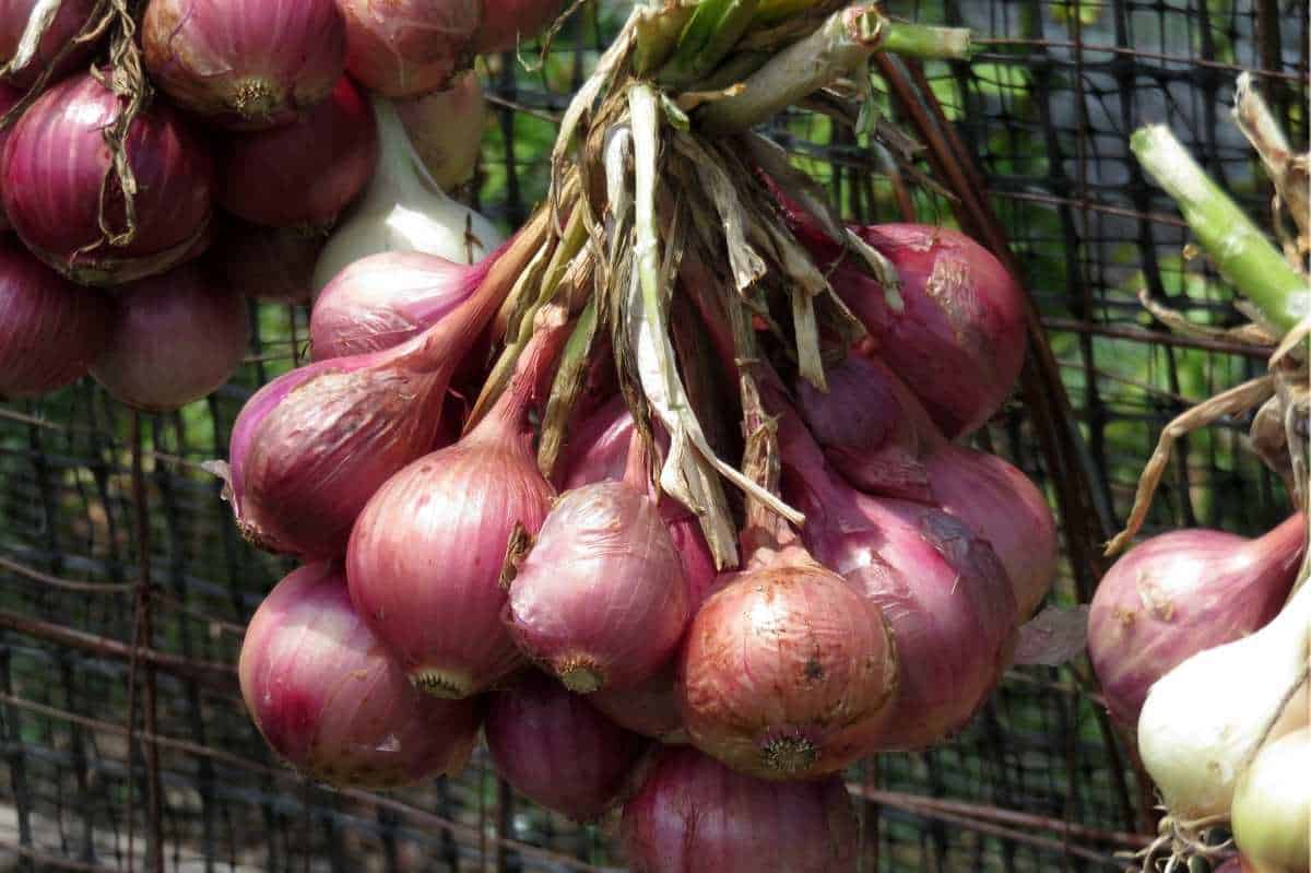 Is the Best Plant Onions? - Growfully