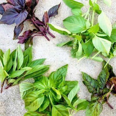 Different kinds of freshly harvested basil are arranged in piles on concrete