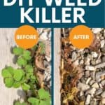 A split image shows a plant before and 15 minutes after spraying with homemade weed killer. A text overlay reads "All-Natural! DIY Weed Killer."