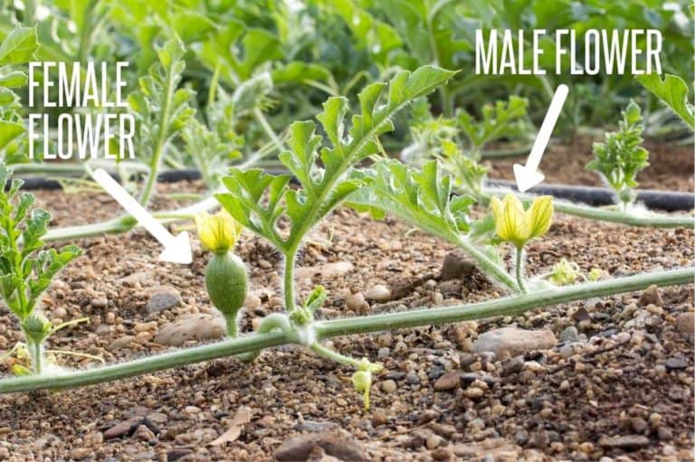 How To Grow Watermelon (Detailed Instructions) Growfully