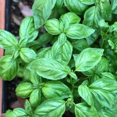 Bushy genovese basil plants grow in a raised bed