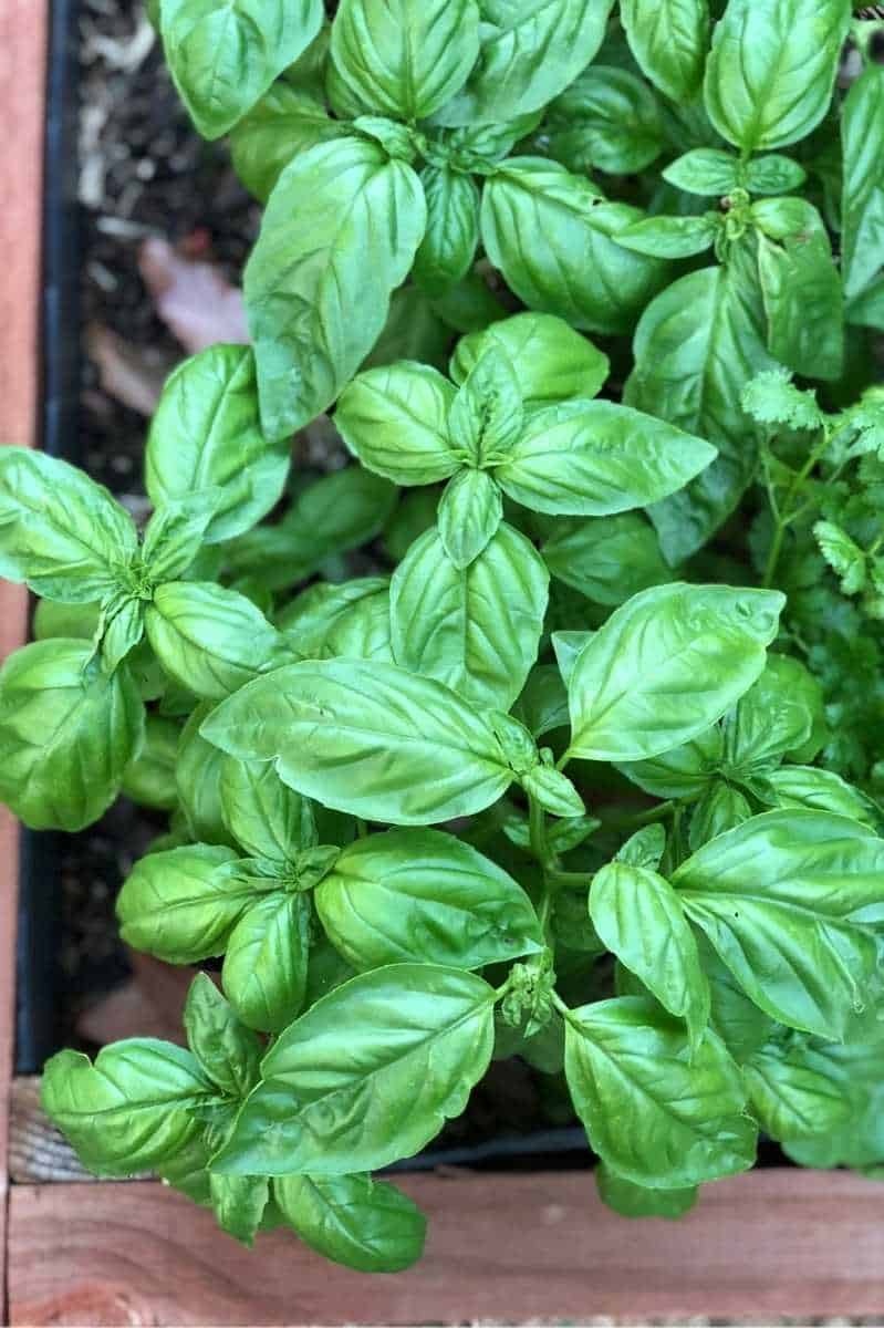 How to Harvest Basil for Healthier Bushier Plants Growfully