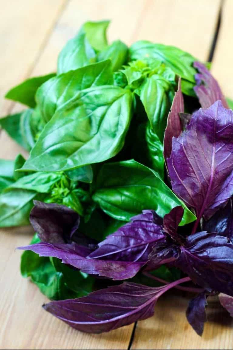 How to Grow Basil From Seed A StepbyStep Guide Growfully