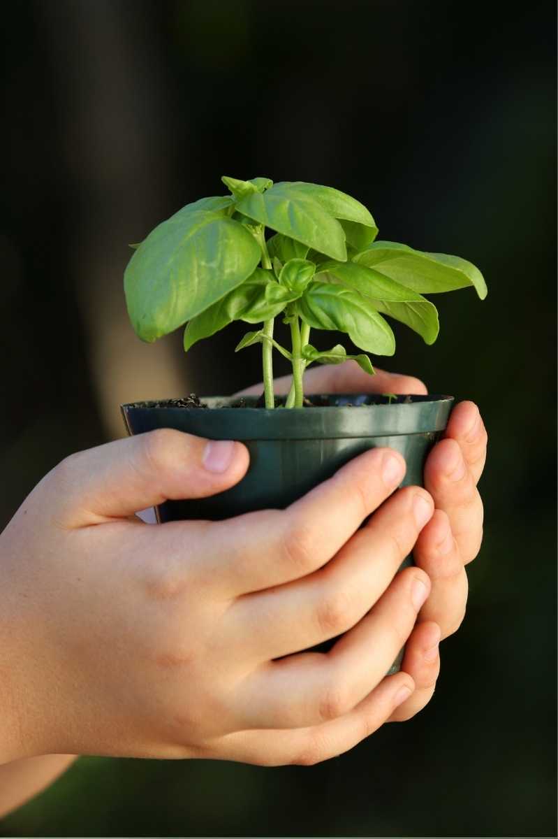 How to Grow Basil From Seed A Step by Step Guide Growfully