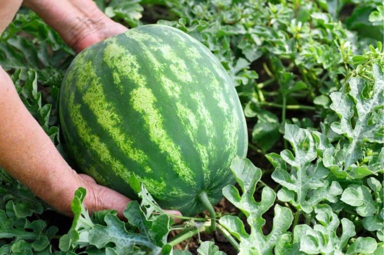 Harvesting Watermelon 768x511 