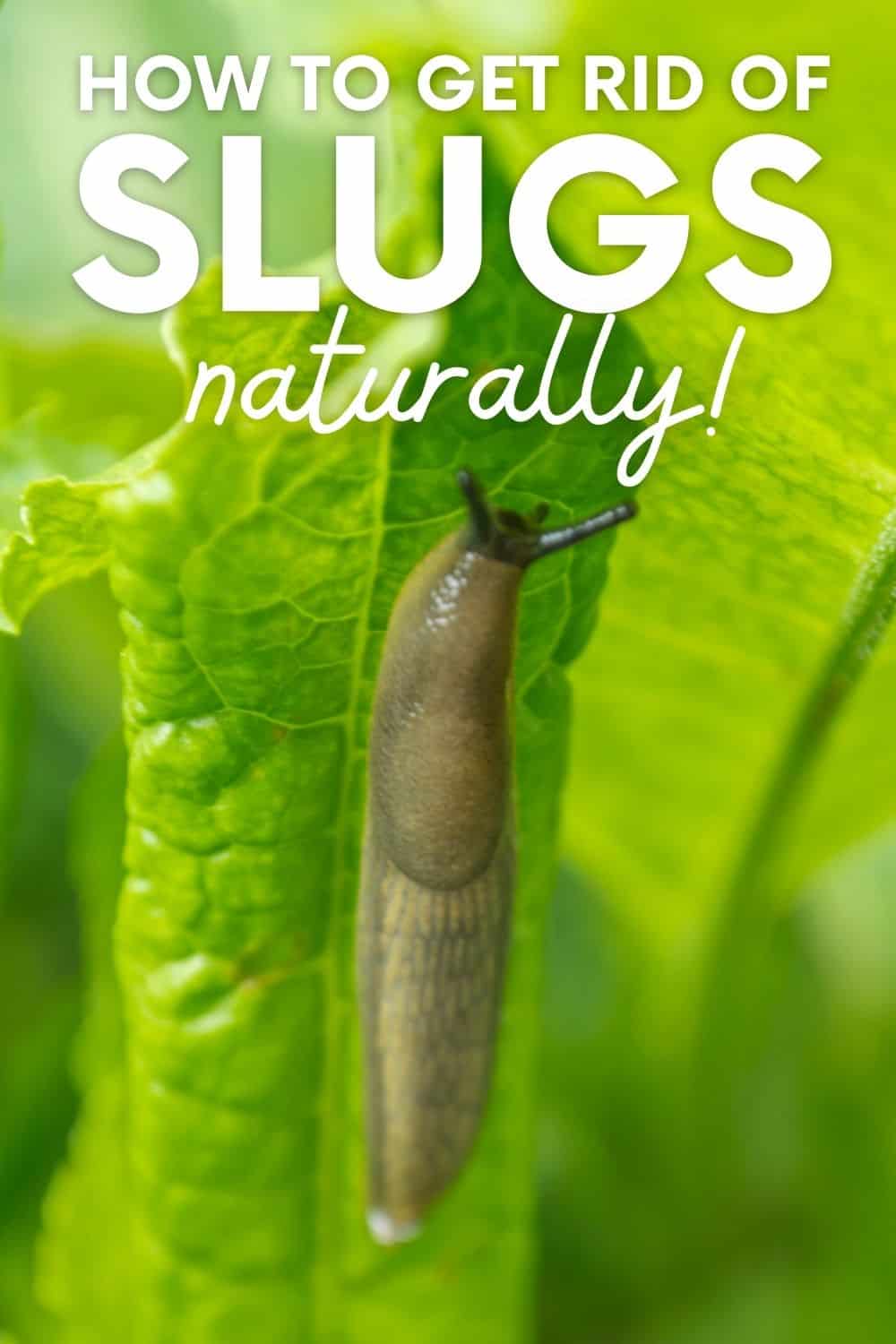 Get Rid Of Slugs In Your Garden