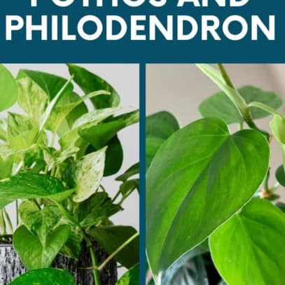 A split image shows a pothos next to a heart leaf philodendron. A text overlay reads "How to Tell Apart Pothos and Philodendron"