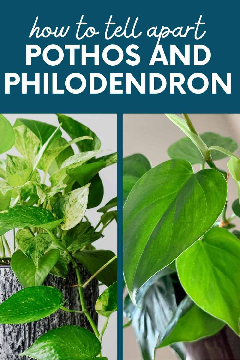 How to Tell the Difference Between Pothos vs Philodendron - Growfully