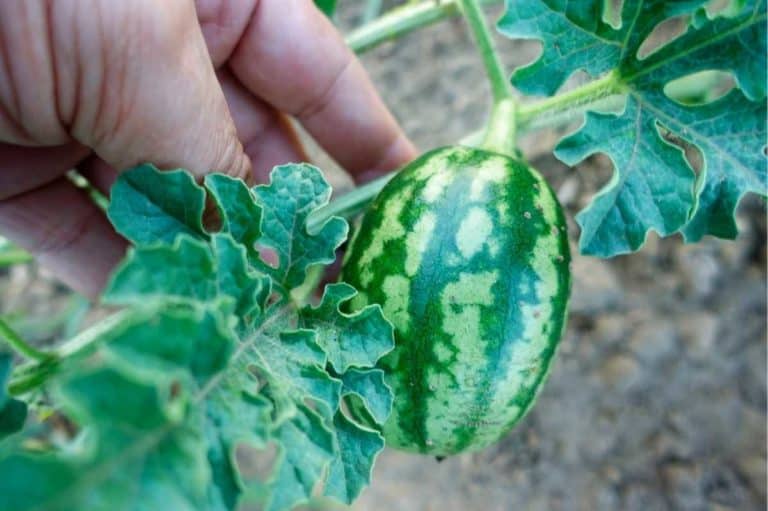 How To Grow Watermelon (Detailed Instructions) Growfully