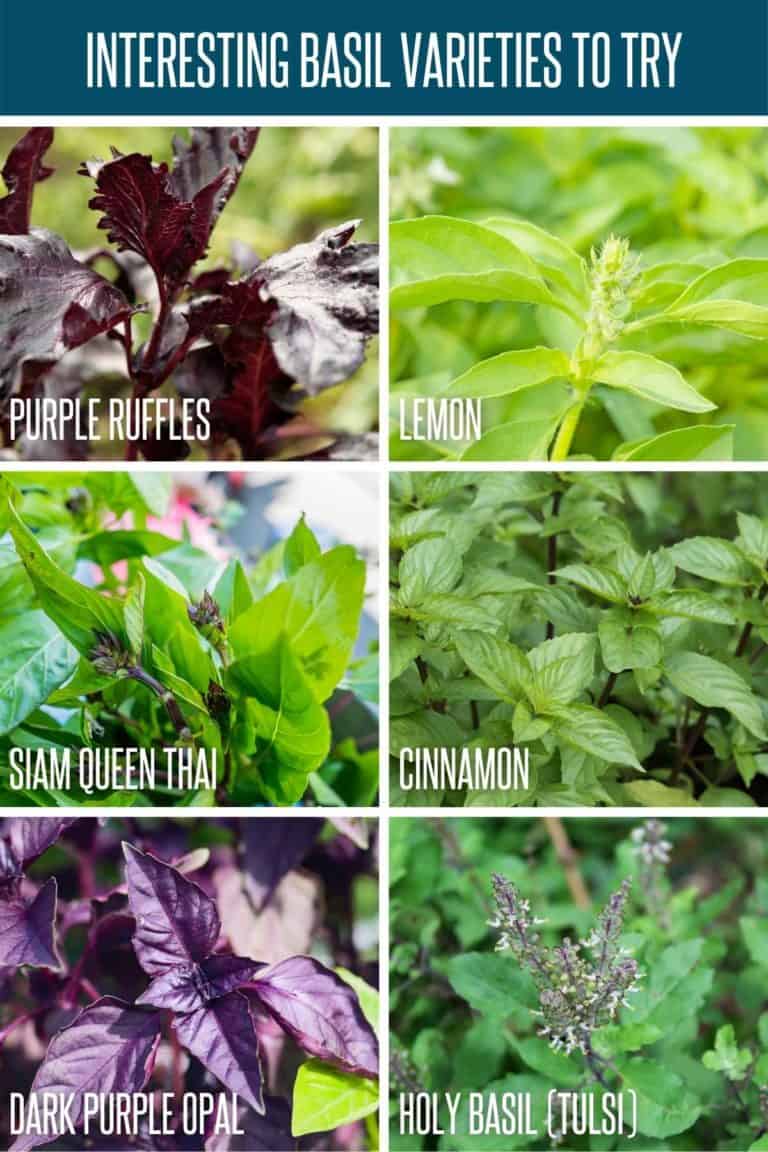 How to Grow Basil From Seed A StepbyStep Guide Growfully