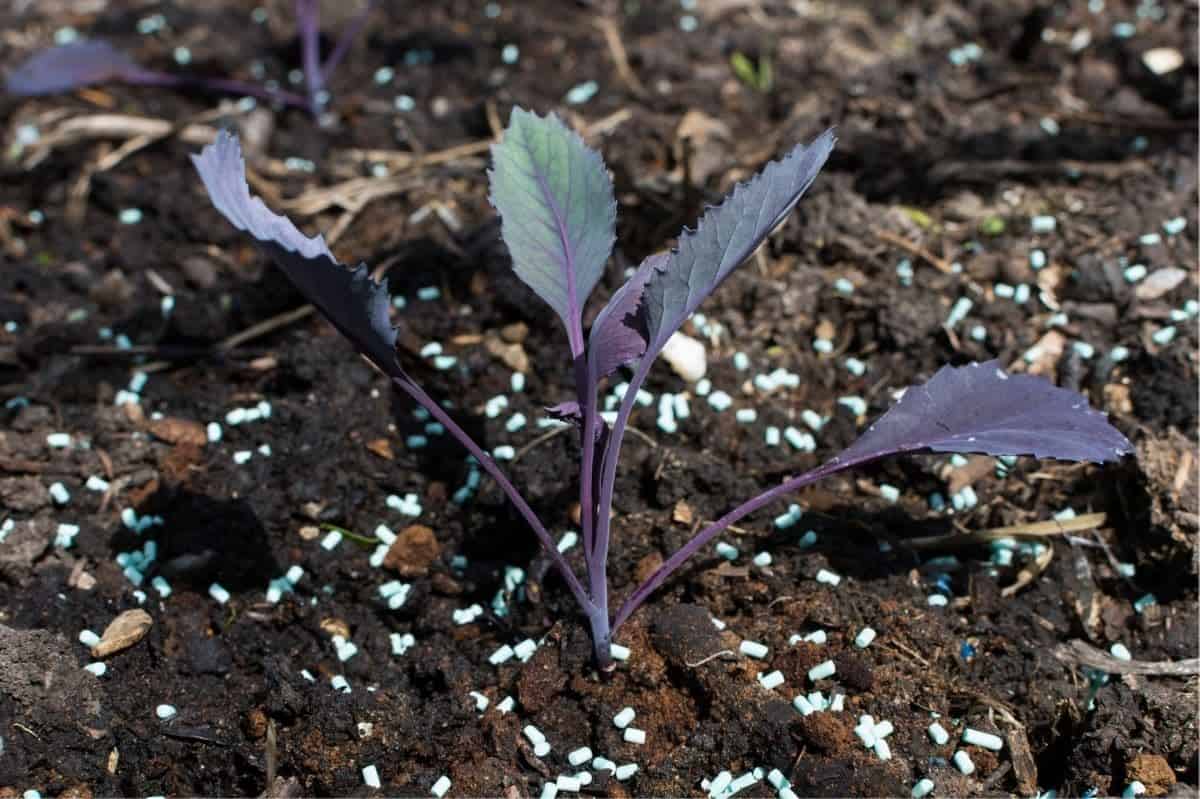 Iron phosphate pellets meant to get rid of slugs are scattered on the soil around a purple cabbage plant.