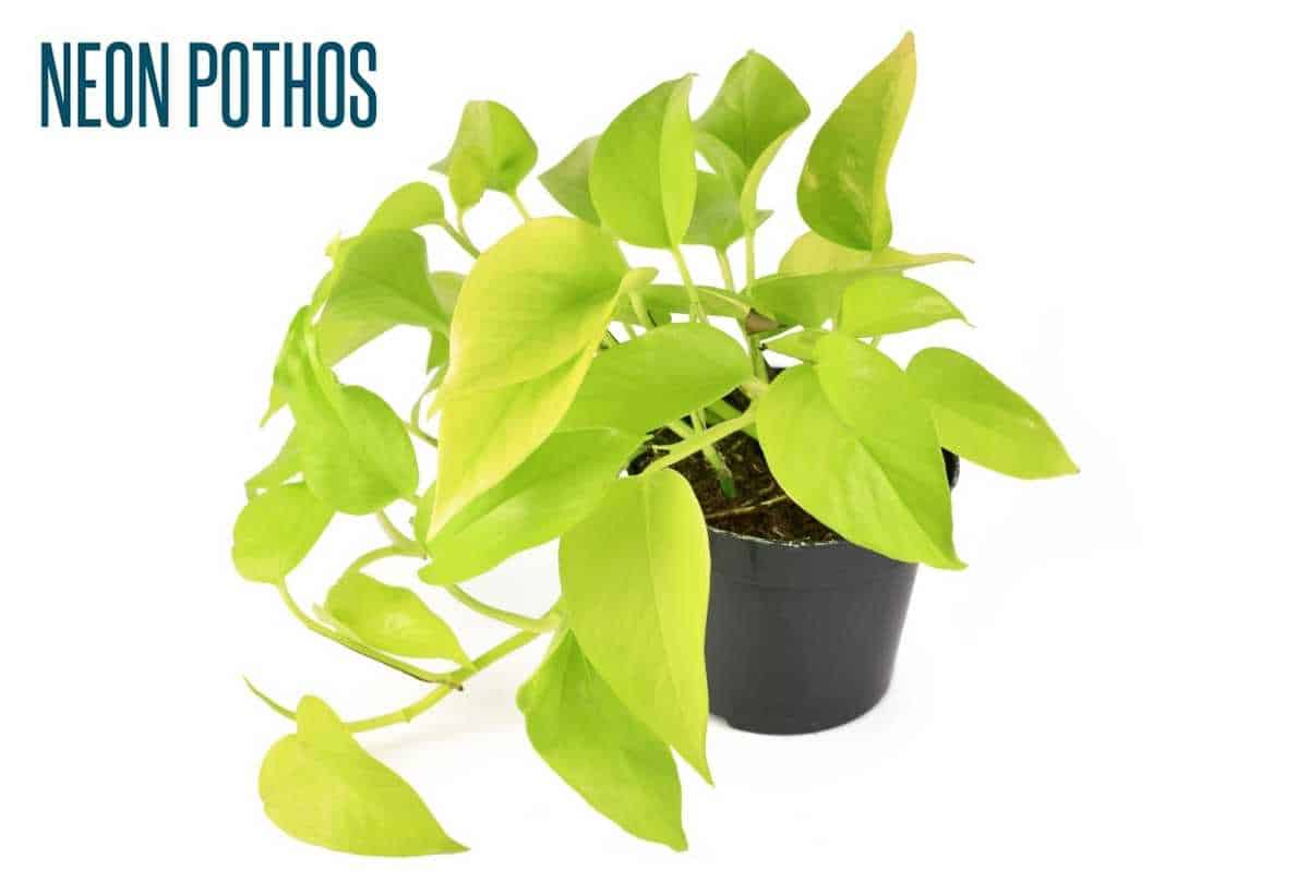 19+ Different Pothos Plants