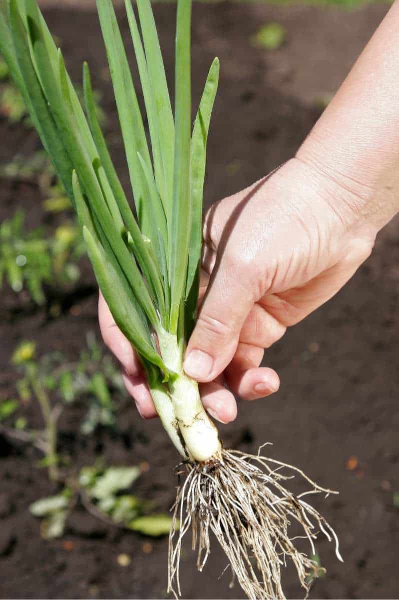 Is the Best Plant Onions? - Growfully