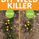 A split image shows a dandelion before and 3 hours after spraying with homemade weed killer. A text overlay reads "All Natural! DIY Weed Killer."