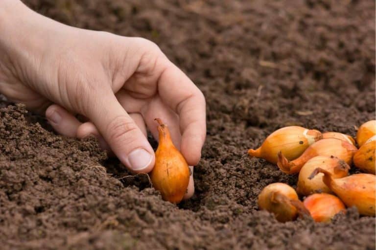 When Is The Best Time To Plant Onions Growfully