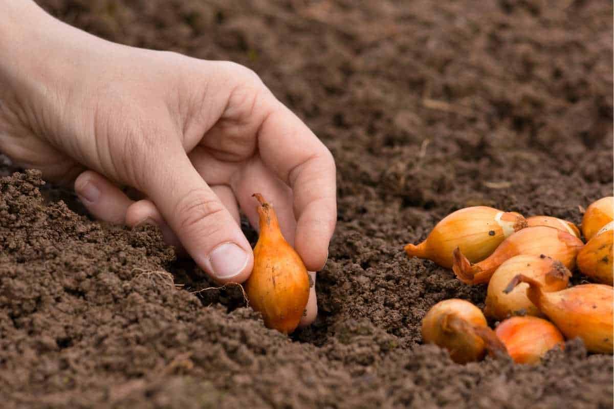 When Is the Best Time to Plant Onions? Growfully