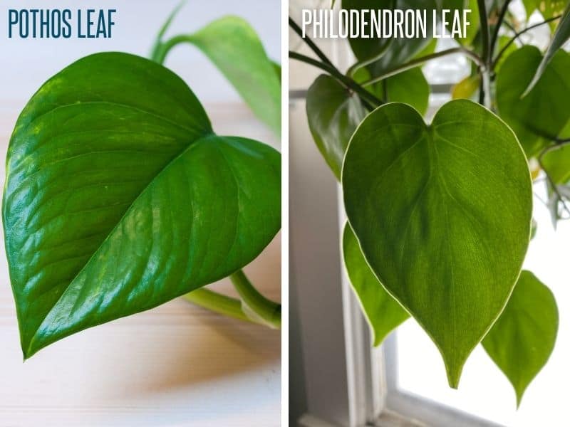 How To Tell The Difference Between Pothos Vs Philodendron Growfully