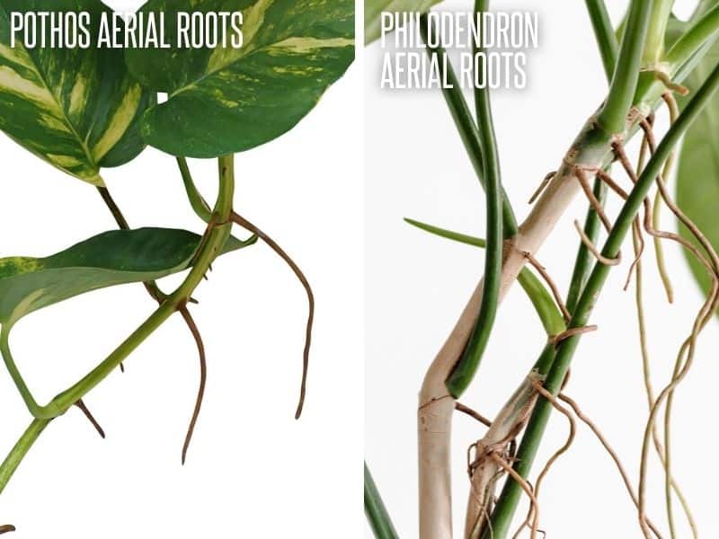 How to Tell the Difference Between Pothos vs Philodendron - Growfully