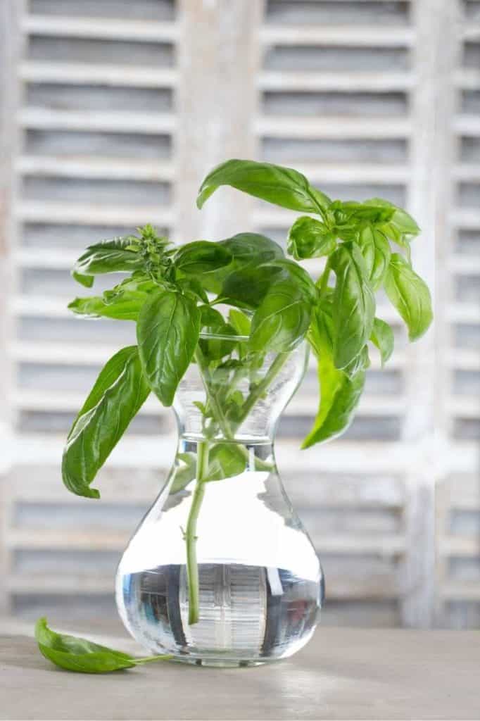 How to Grow Basil From Seed: A Step-by-Step Guide - Growfully