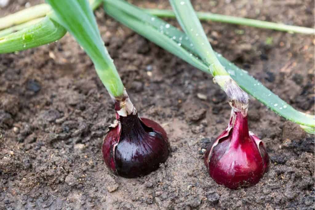 When Is the Best Time to Plant Onions? Growfully