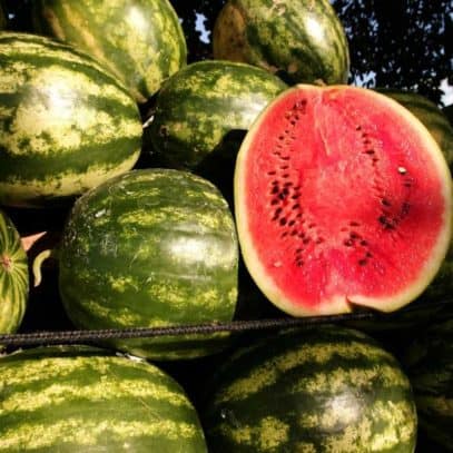 Ripe watermelon are piled on top of each other. One watermelon is cut in half to show its red flesh and black seeds.