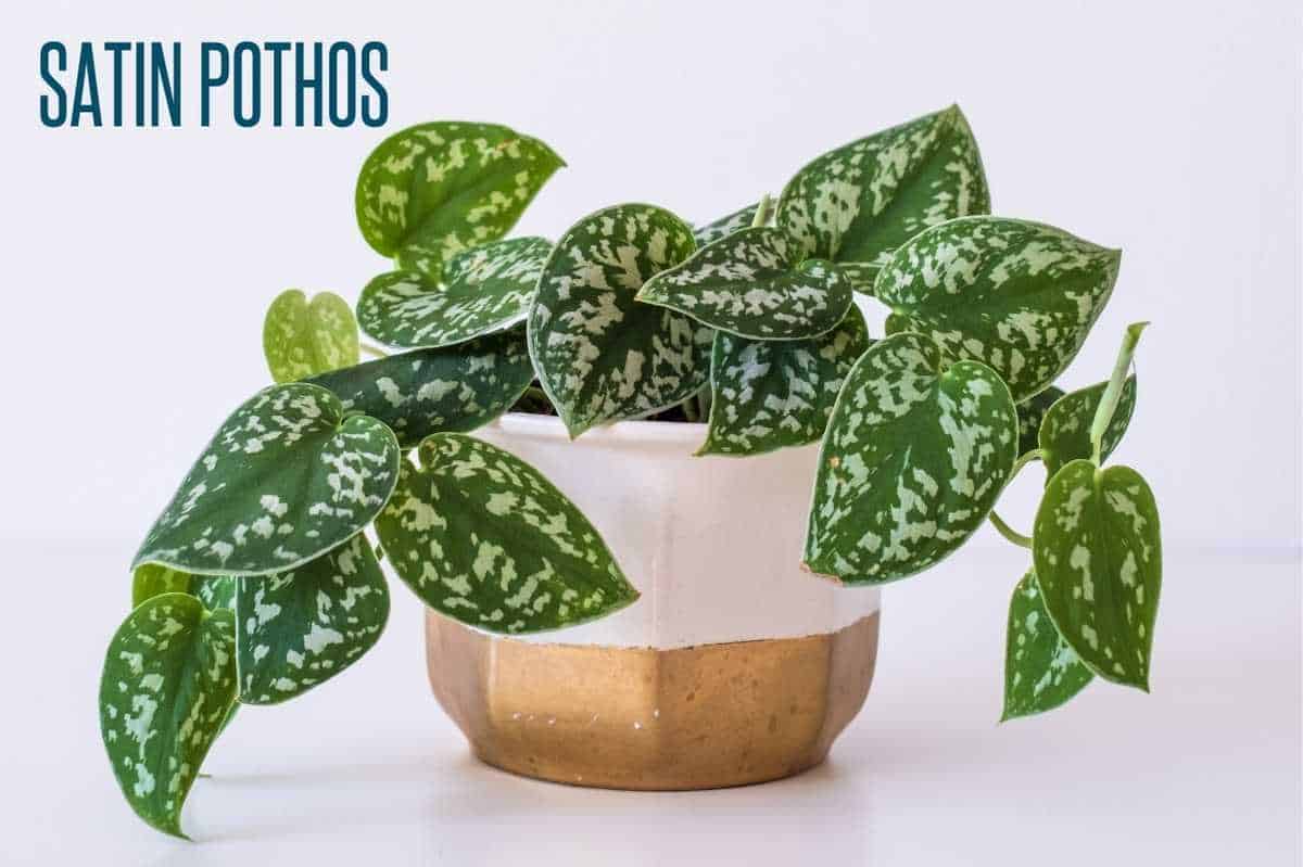 The 9 Best Pothos Varieties (With Pictures) - Growfully