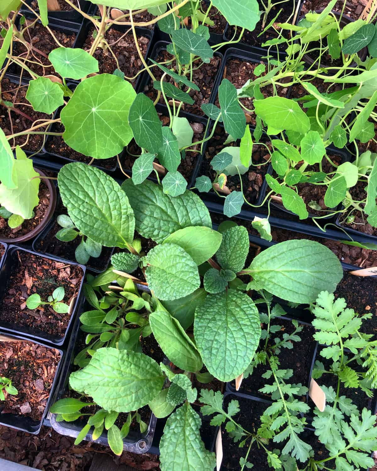 Why You Need a Fan on Your Seedlings - Growfully