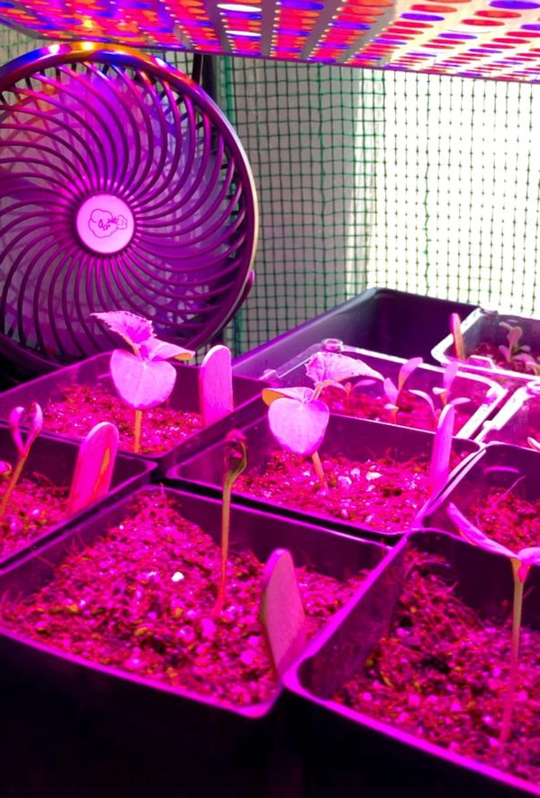An oscillating fan points at seedlings under a grow light, which tints the plants purple