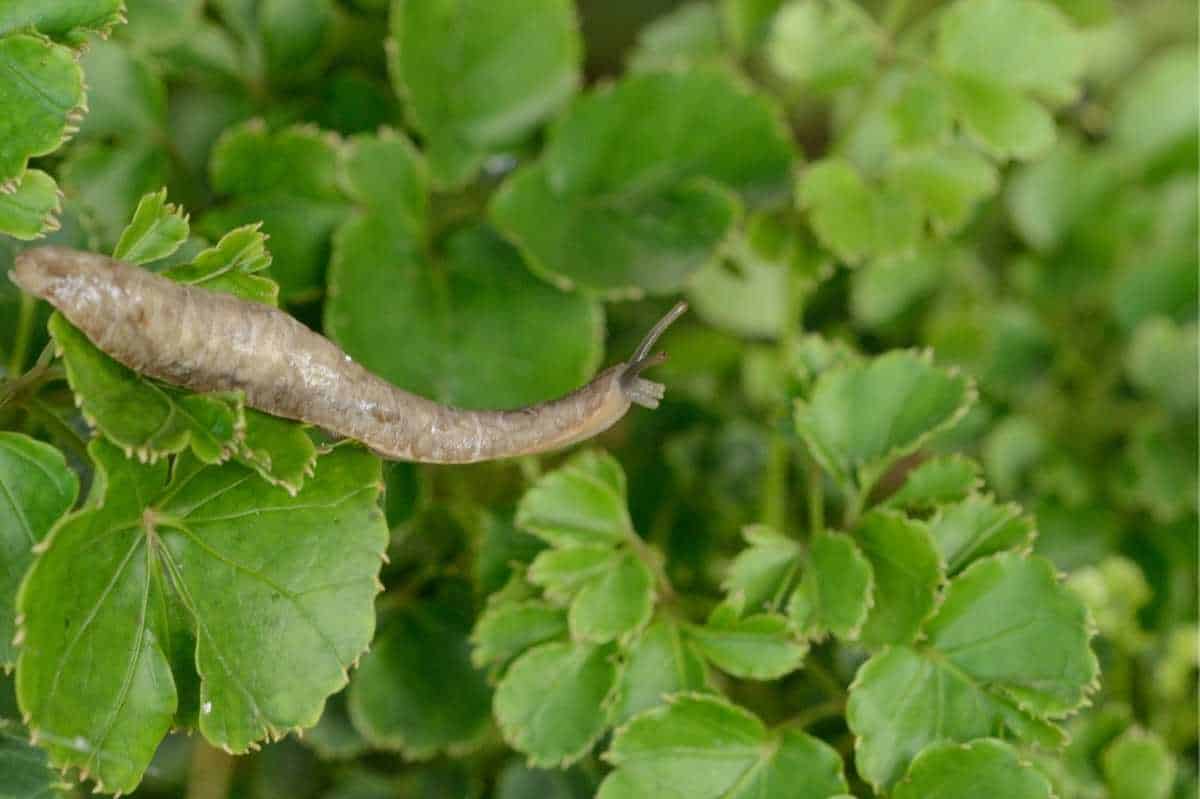 A slug crawls from one plant to the next