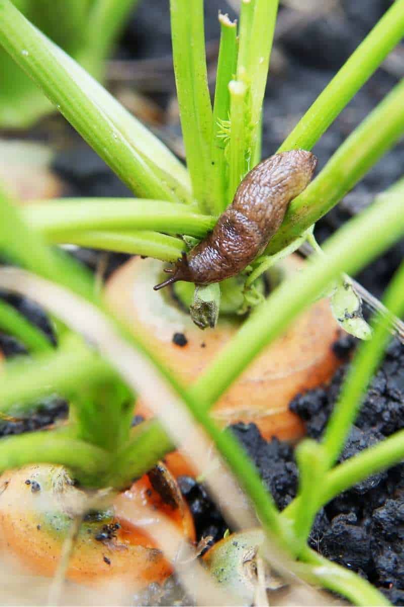 A slug crawls on top of a carrot in the garden