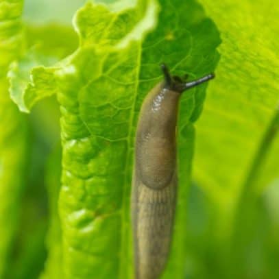 A slug crawls on a green leaf