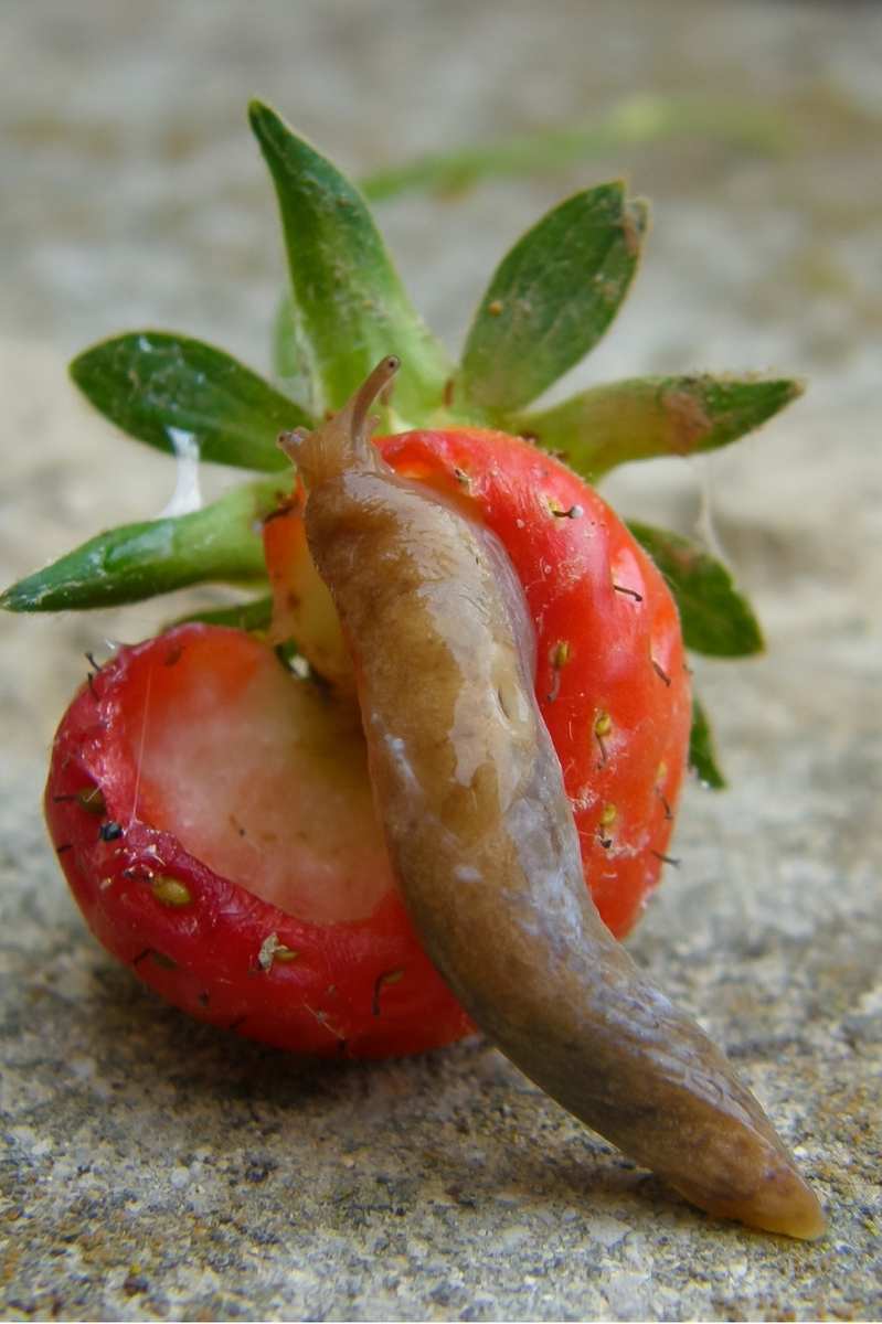 A large slug crawls on a strawberry