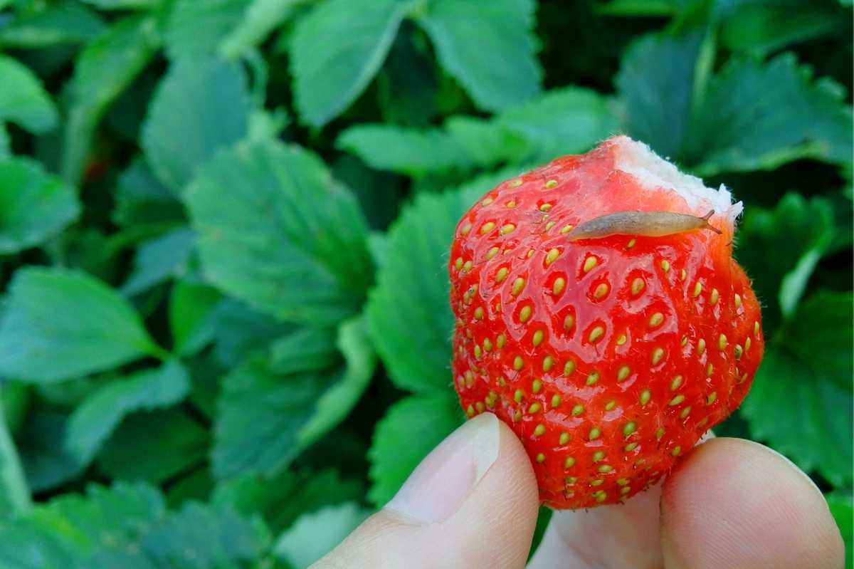 A small slug crawls on a strawberry just harvested from the garden