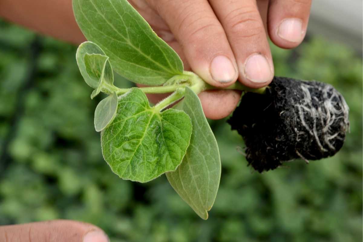 watermelon seedlings