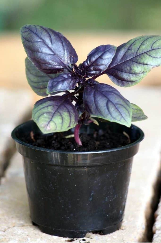 How to Grow Basil From Seed A StepbyStep Guide Growfully