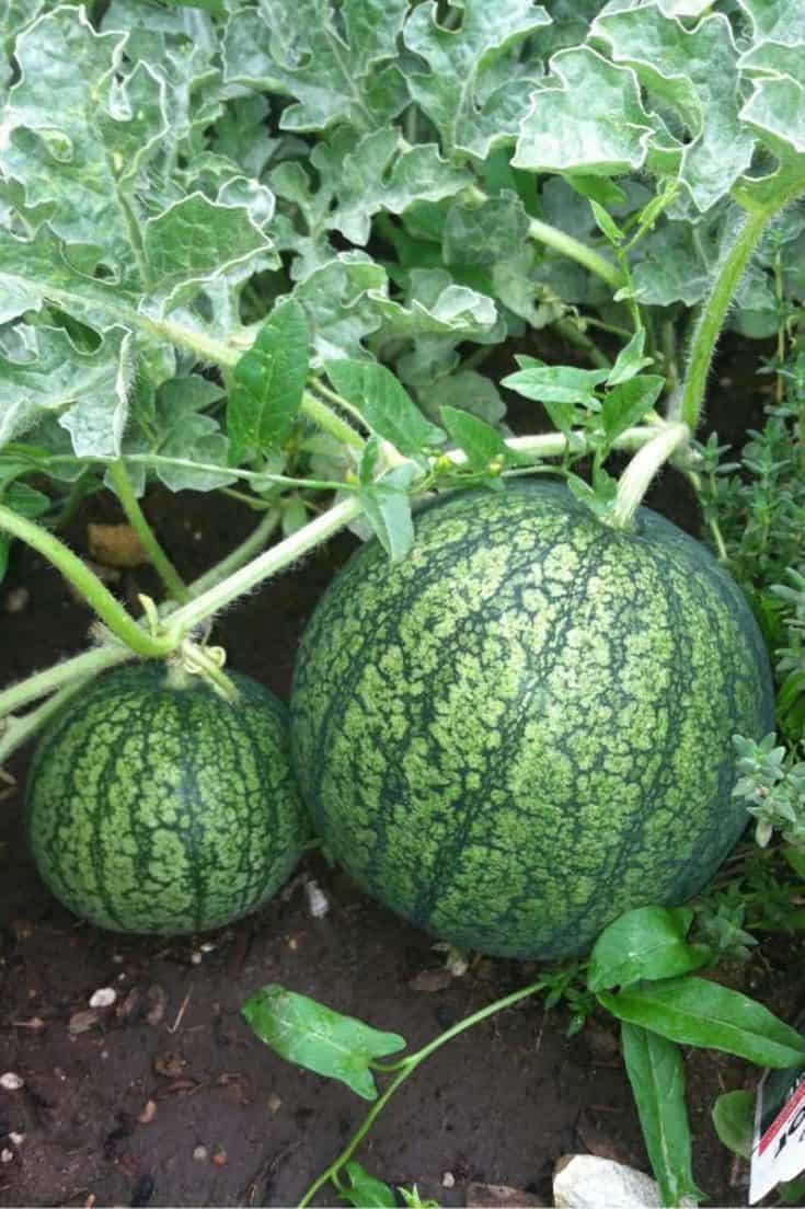 How To Grow Watermelon (Detailed - Growfully