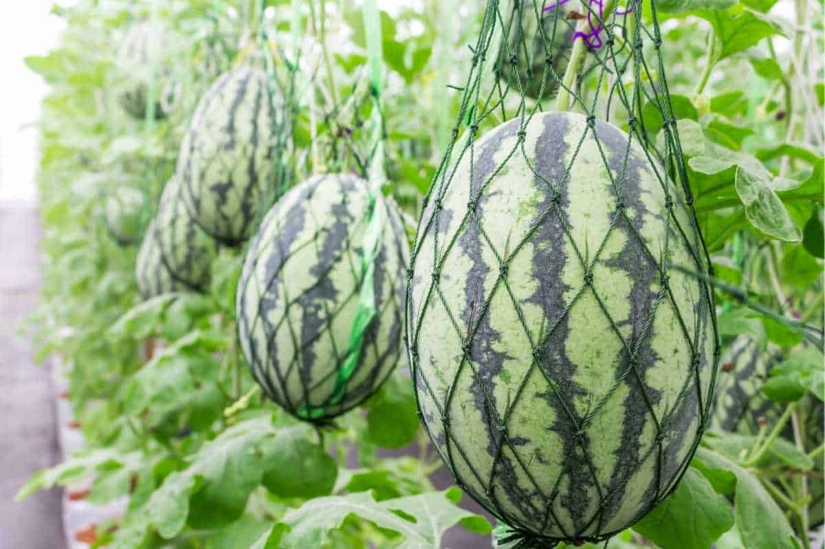 growing watermelon vertically