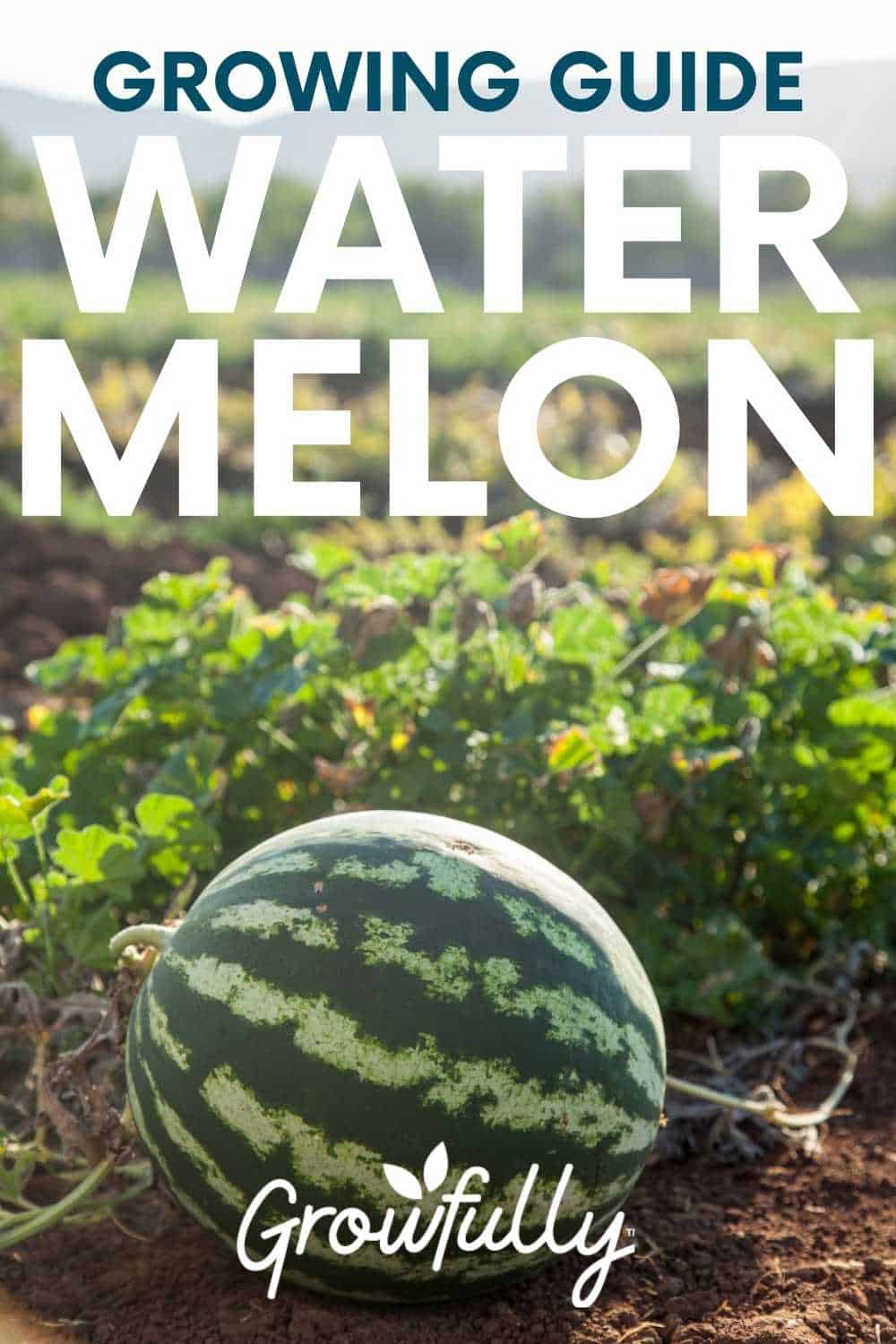 How To Grow Watermelon (Detailed Instructions) - Growfully