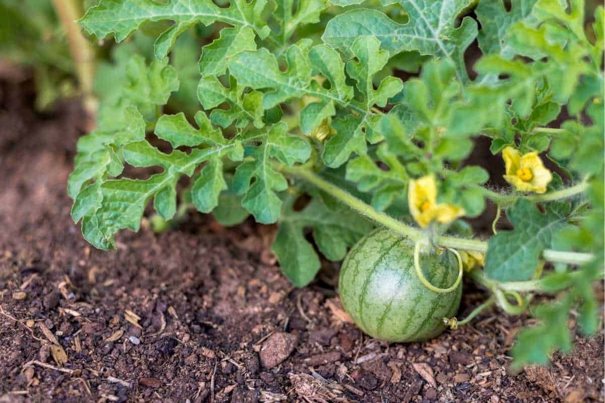 Watermelon Seedlings