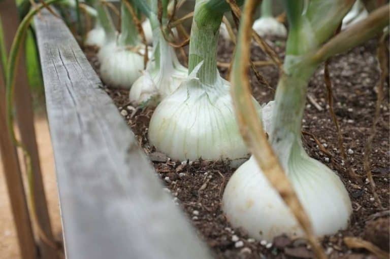 When Is the Best Time to Plant Onions? Growfully