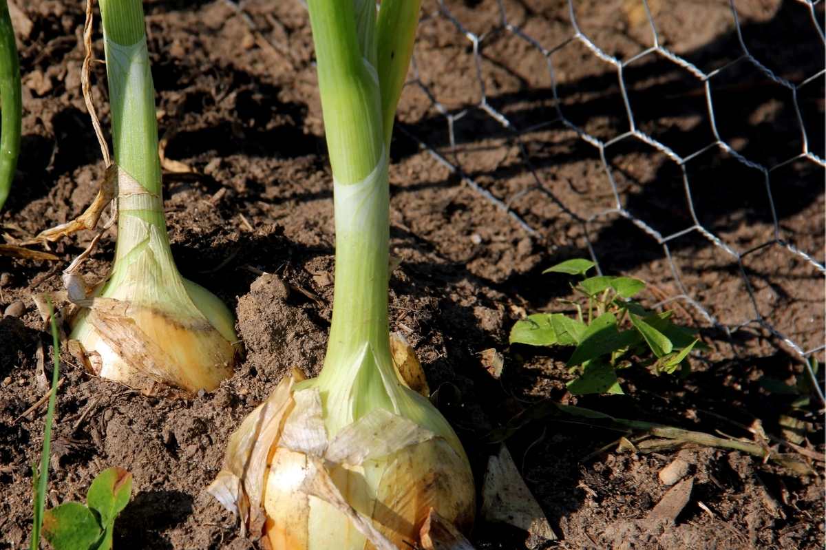 When Is the Best Time to Plant Onions? Growfully