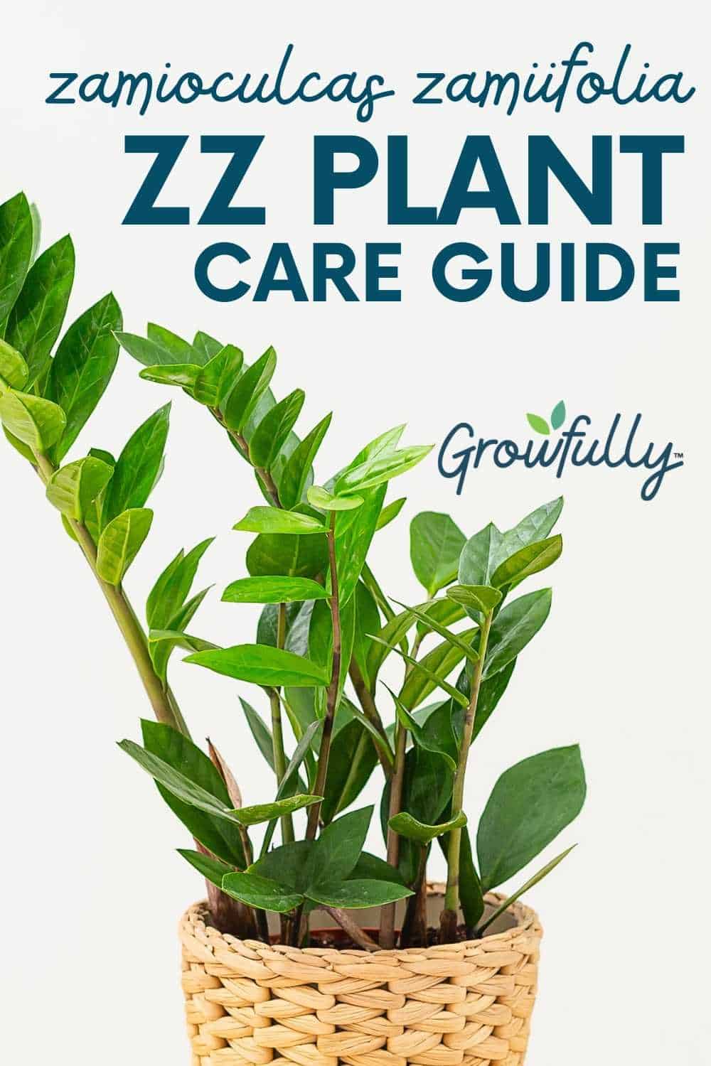 how-to-care-for-a-zz-plant-zamioculcas-zamiifolia-growfully