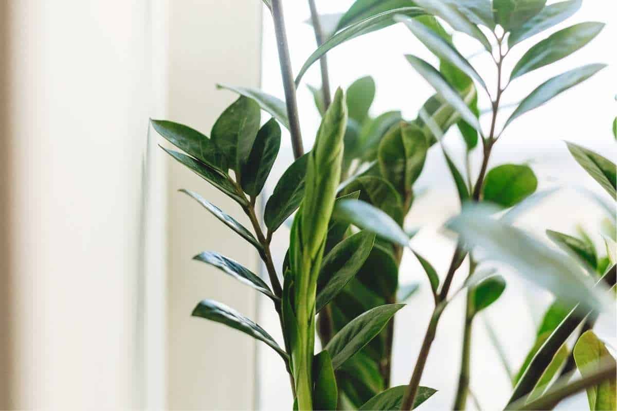 How To Care For A Zz Plant (zamioculcas Zamiifolia) - Growfully